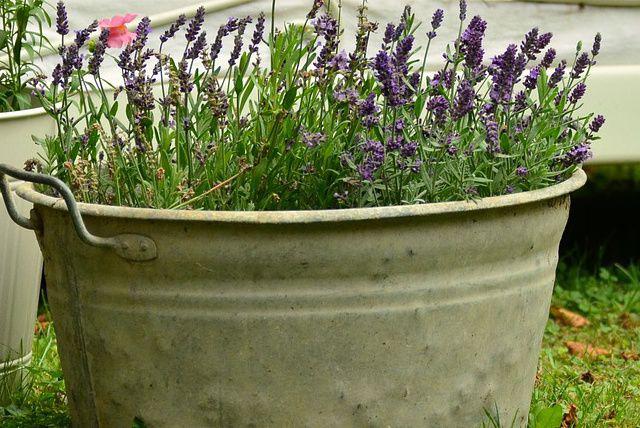 planter une lavande en pot